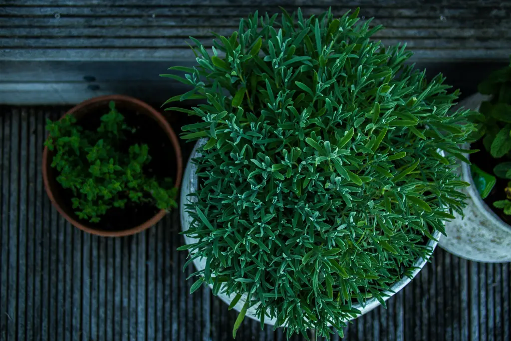 A top view of green potted plants outside.